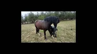 ❤️Покупка 3 летней кобылки Жужи👍