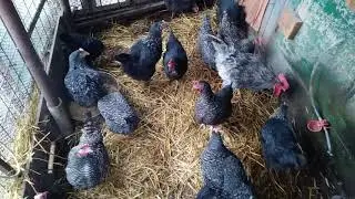 Суперподстилка в курятнике.
