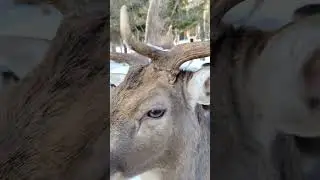 Олень какой-то