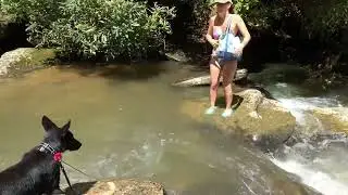 Adventurous dogs on Lake Jocassee