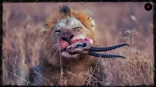 The Brutal and Terrifying Moments of Male Lions Attacking Their Prey on the African Savanna