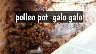 Pollen Pot pada Galo-Galo