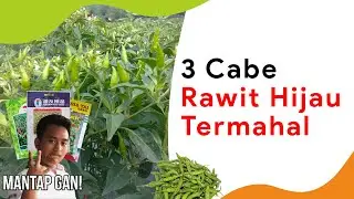 3 Benih Cabe Rawit Hijau Paling Mahal, Lebih Banyak Potensi Hasilnya