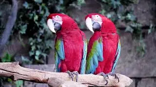 BREATHTAKING COLORS OF NATURE IN 8K   8K BEAUTIFUL NATURE   RELAXATION MUSIC 8K ULTRA HD 120FPS