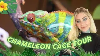 Panther Chameleon Cage TOUR ~ What's In Clyde's Cage?