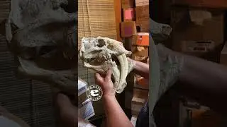 Barbourofelis: Longest Canines Around?