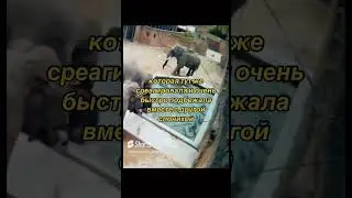 Слон 