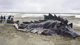 What They Found In Australia Shocked The Whole World