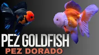 PECES GOLDFISH - Las Variedades mas IMPORTANTES del MUNDO 😱