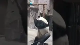 Panda | #panda #wildlife #forest #wildanimals #indianwildlife #forest #ytshorts #youtubeshorts