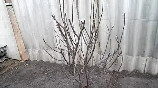 Шпалеры для винограда