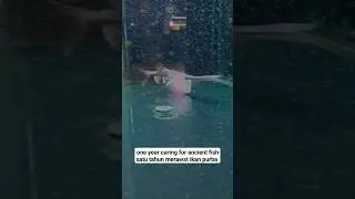 satu tahun merawat ikan purba 