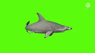 fish swimming green screen /ncr green screen