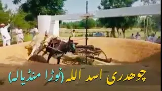 Bull Race Pakistan Ch Asad Ullah Noorha Mandyala Phirt Malka 6 Mint 120.50 Phairay.