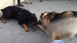 Rottweiler vs Wolf