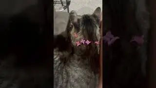 La Rasshly Poniéndole 🎀 moños al Junior 😍🎀 su gatito mascota 😍