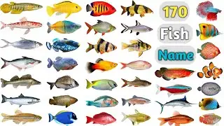 Fish Name ll 170 Fishes Name In English With Pictures ll All Fish Name ll Fishes Photo