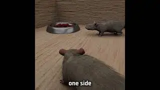 Food vs Mating Experiment 🐁