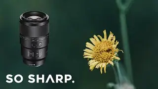 Best Macro Lens For Sony? Sony 90mm Macro F/2.8 G OSS Review - Oh, so sharp.