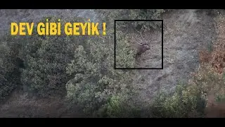 DEV GİBİ GEYİK GÖRÜNTÜLEDİM ! GIANT DEER | KIZIL GEYİK SESİ | GEYİK BÖĞÜRMESİ VE GÖRÜNTÜSÜ 