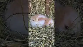 #пушистик