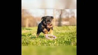 King Rottweiler lover ❤️🥰