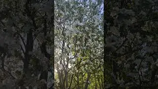 яблони в цвету