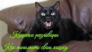 Кошачьи разговоры Как понимать свою кошку  Cat talk How to understand your cat