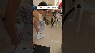 Tentando manter manter meu cachorro vivo no calor! #pets #cachorro #calor #spitzalemao