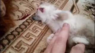 Взгляд КотЭ