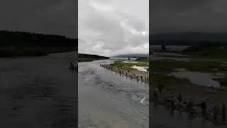 Горбуша.Колвица.15 июля 2023.