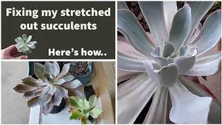 How to fix large stretched out succulents 🌵 Echeveria Afterglow/🌵/With updates