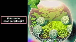 How does photosynthesis take place