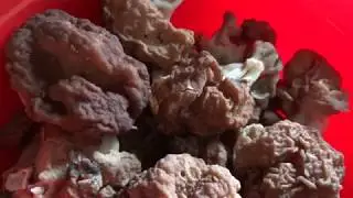 Грибы в мае. Первые Помидоры. Рыбалка. Лесной зверь.
