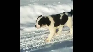 #Щенки #Отец Гай и Багира# внуки Батухана#АВ#