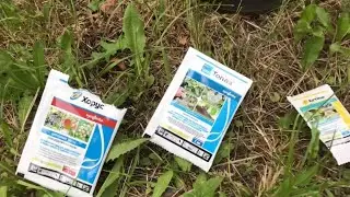 Обработка винограда