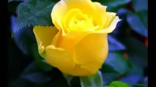fotos de rosas - imagenes excelentes - fotoretoque