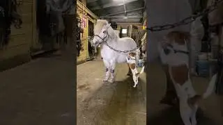 собака забеяка