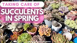 HOW TO take care of SUCCULENTS IN SPRING