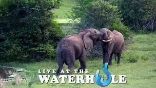 Elephants Dustbathing - Live At The Waterhole