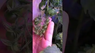 🍅 Помидоры Шикарный результат