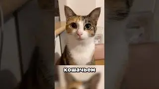 A Unique Cat Name