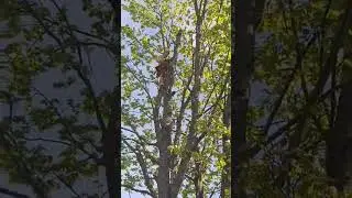 Кленокактус))