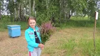 Вывез пчел на разнотравье.