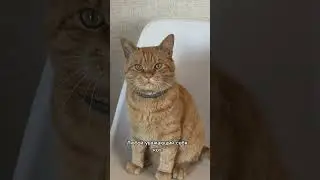 Выбор очевиден 😂 #cat #рыжийкот #кот #юмор #питомцы #котики #котик #животные