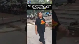 Street Dog Attack In Agra | Dog Helper At Agra | Feeding Dog | Pets Rescue Videos | Casper Home Agra