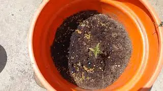 The Complete Beginner's Guide  from Seedling to Smoking. Soil Medium Fertilizing Cannabis Plants