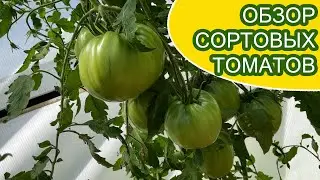 ОБЗОР СОРТОВОЙ ТЕПЛИЦЫ НА НАЧАЛО ИЮЛЯ