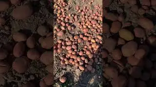 Украінсьє Свято- Картопля на городі викопана!!!