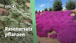 Instead of planting grass: Thyme, creeping verbena and cushion plants | MDR Garden